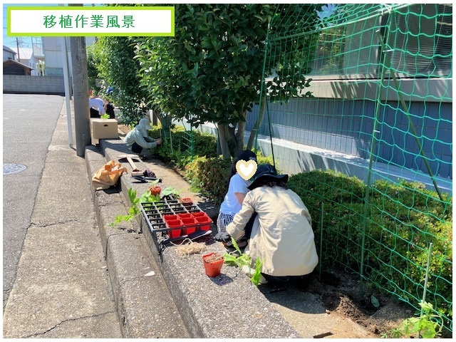 3.ゴーヤの苗・移植風景