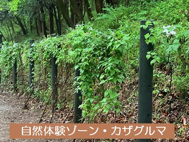 ⑨体験ゾーン・カザグルマ