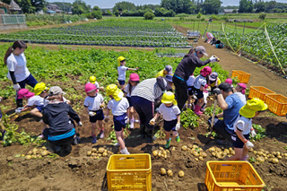 ジャガイモ掘り